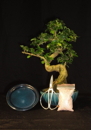 karacsonyi bonsai ajandek csomag karacsonyi ajandek otlet